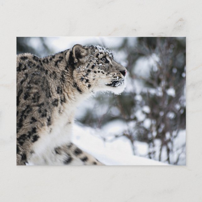 Snow Leopard Profile Postcard (Front)