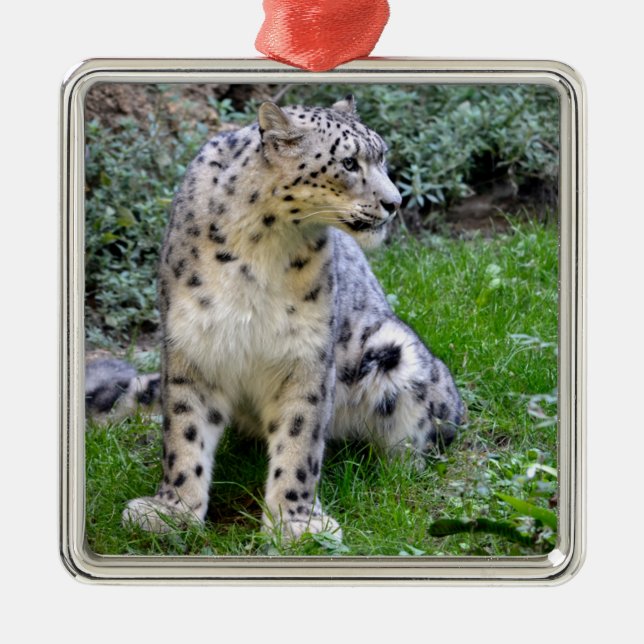 Snow leopard sitting on the grass  metal tree decoration (Front)