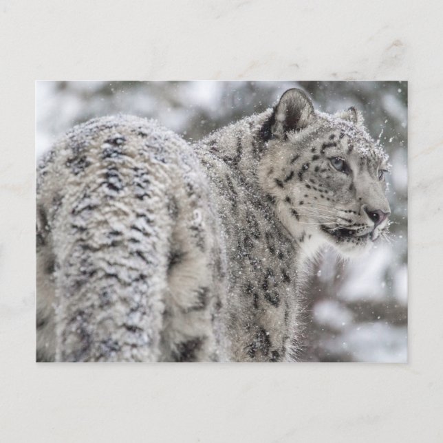 Snow Leopard Standing in Snow Postcard (Front)