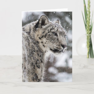 Snow Leopard Stands in the Snow Holiday Card