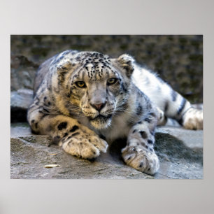 Snow Leopard the Starring Feline Cat Poster