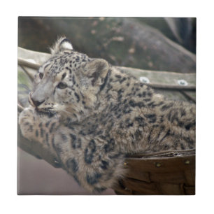 Snow Leopard Tile