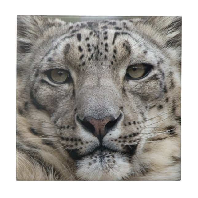 Snow Leopard Tile (Front)