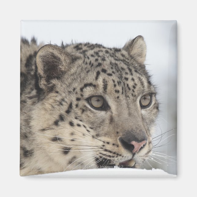 Snow leopard (Uncia uncia) 2 Magnet (Front)