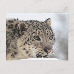 Snow leopard (Uncia uncia) 2 Postcard