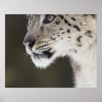 Snow leopard (Uncia uncia)