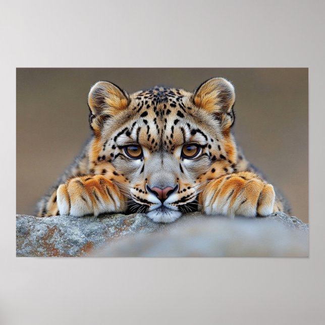 Snow Leopard Wild Animal Natural Environment Poster (Front)