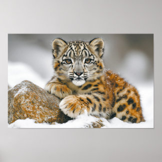 Snow Leopard Wild Animal Natural Environment Poster
