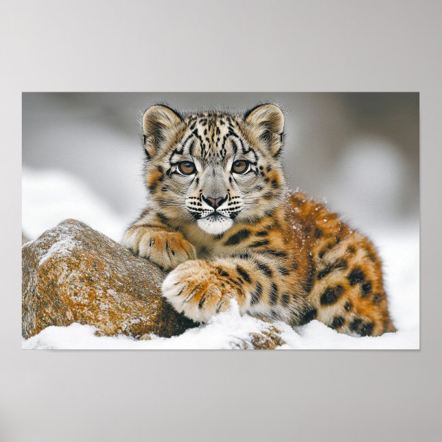 Snow Leopard Wild Animal Natural Environment Poster (Front)