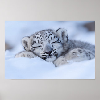 Snow Leopard Wild Animal Natural Environment Poster