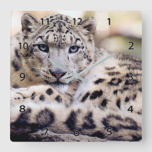 Snow Leopard Wildlife Wall Clock