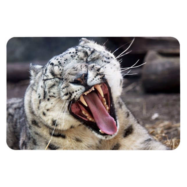 Snow Leopard yawning Flexible Magnet (Horizontal)