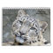 Snow leopards as a calendar