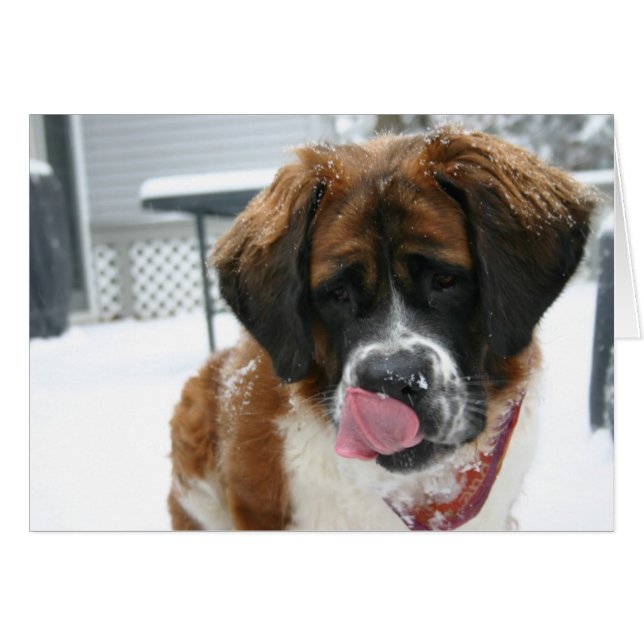 Snow Licking Saint Bernard Card (Front Horizontal)