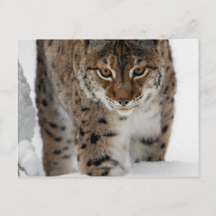 Snow Lynx Postcard