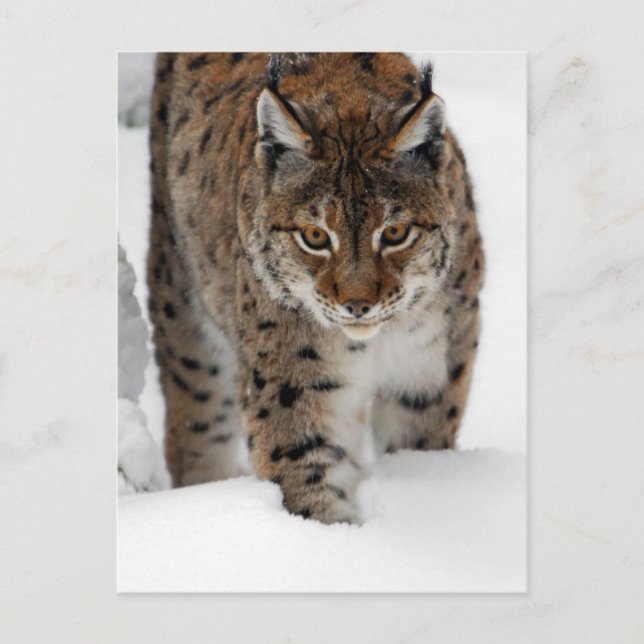 Snow Lynx Postcard (Front)