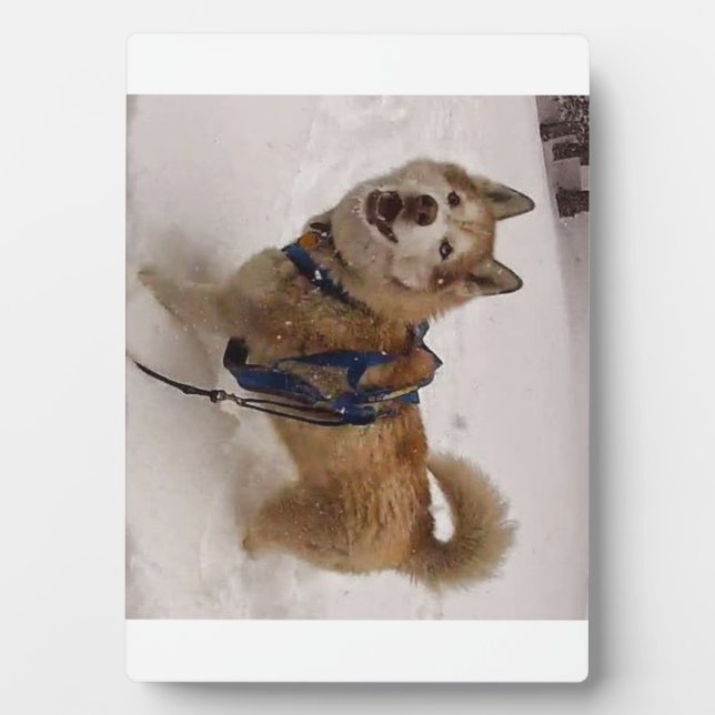 Snow Max w/ Easel (5x7) Plaque (Front)