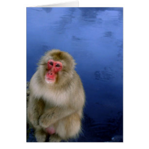Snow Monkey