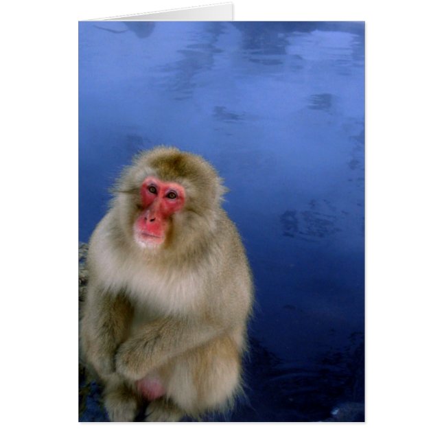 Snow Monkey (Front)
