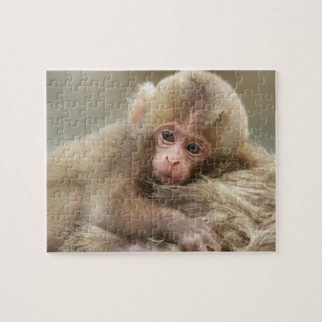 Snow Monkey Baby, Jigokudani, Nagano, Japan 2 Jigsaw Puzzle (Horizontal)