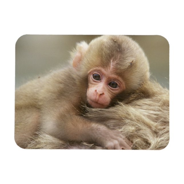 Snow Monkey Baby, Jigokudani, Nagano, Japan 2 Magnet (Horizontal)