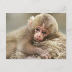 Snow Monkey Baby, Jigokudani, Nagano, Japan 2 Postcard