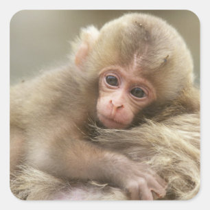 Snow Monkey Baby, Jigokudani, Nagano, Japan 2 Square Sticker