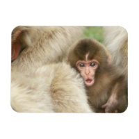 Snow Monkey Baby, Jigokudani, Nagano, Japan
