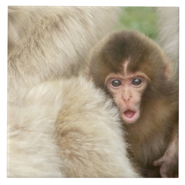 Snow Monkey Baby, Jigokudani, Nagano, Japan Tile (Front)