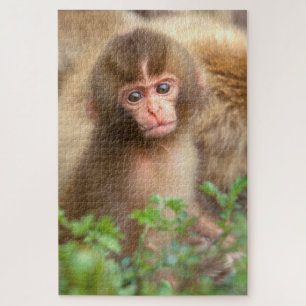 Snow Monkey Baby Portrait Jigsaw Puzzle