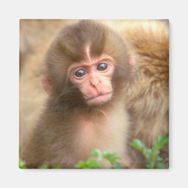 Snow Monkey Baby Portrait Magnet (Front)