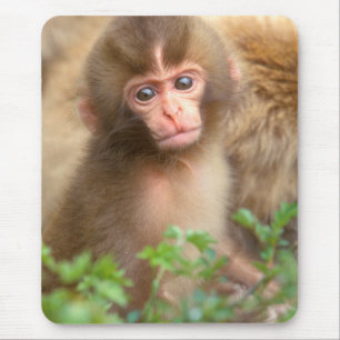 Snow Monkey Baby Portrait Mouse Pad