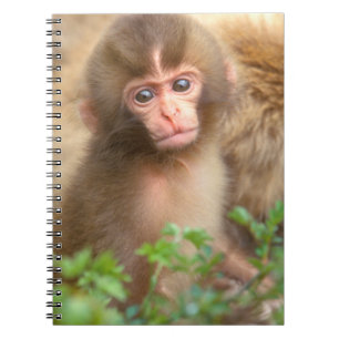Snow Monkey Baby Portrait Notebook