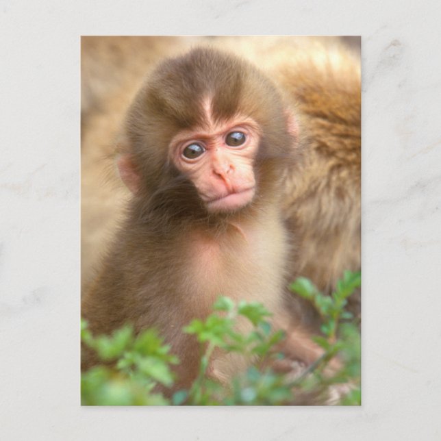Snow Monkey Baby Portrait Postcard (Front)