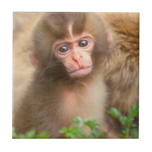 Snow Monkey Baby Portrait Tile (Front)