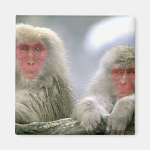 Snow Monkey Couple, Japanese Macaque, Magnet