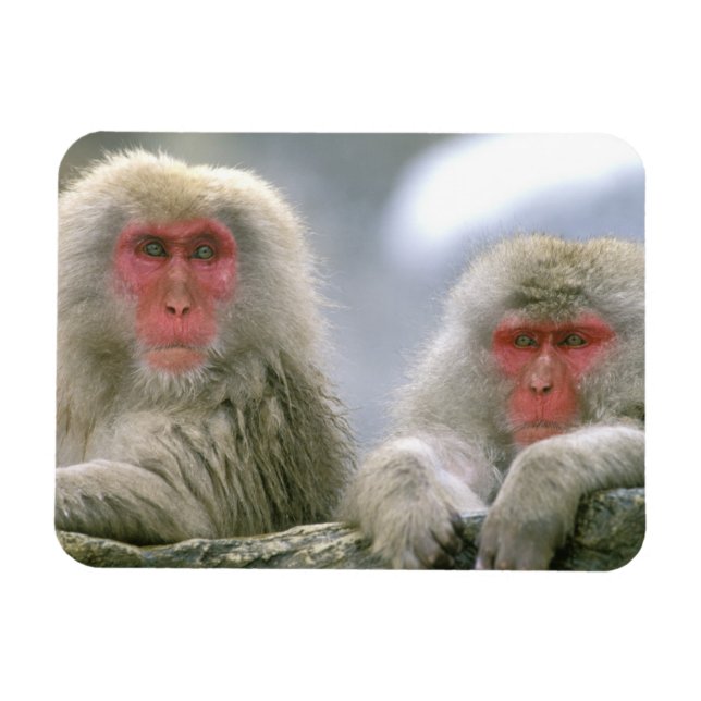 Snow Monkey Couple, Japanese Macaque, Magnet (Horizontal)