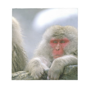 Snow Monkey Couple, Japanese Macaque, Notepad