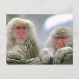Snow Monkey Couple, Japanese Macaque, Postcard