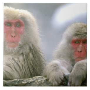 Snow Monkey Couple, Japanese Macaque, Tile