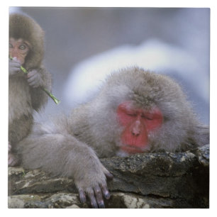 Snow Monkey Mother & Child, Jigokudani, Nagano, Tile
