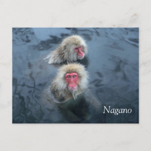 Snow Monkeys in Nagano, Japan Postcard