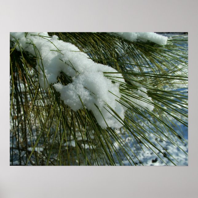 Snow on a Pine Tree Branch Poster (Front)