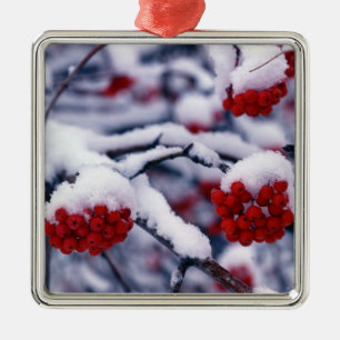 Snow on European Mountain Ash Berries, Utah. Metal Tree Decoration