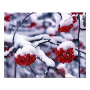 Snow on European Mountain Ash Berries, Utah. Photo Print