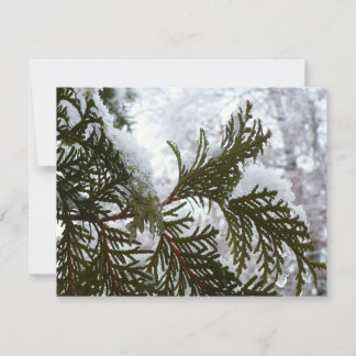Snow on Evergreen Branches
