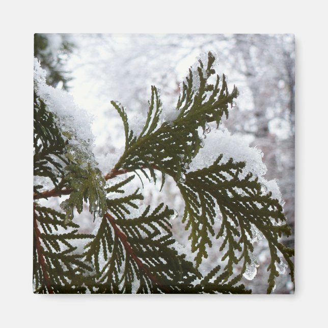 Snow on Evergreen Branches Magnet (Front)