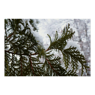 Snow on Evergreen Branches Poster