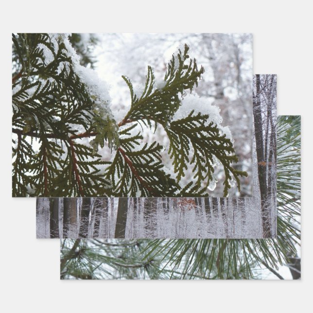 Snow on Evergreen Branches Wrapping Paper Sheet (Set)