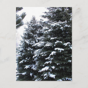 Snow On Firs Postcard